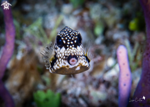 A Smooth Trunk Fish