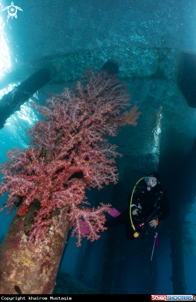 A Soft corals under jetty