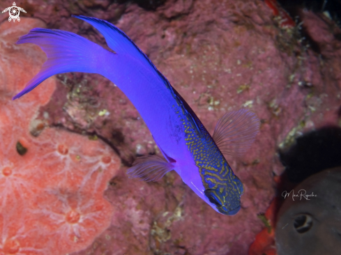 A Blackcap Basslet