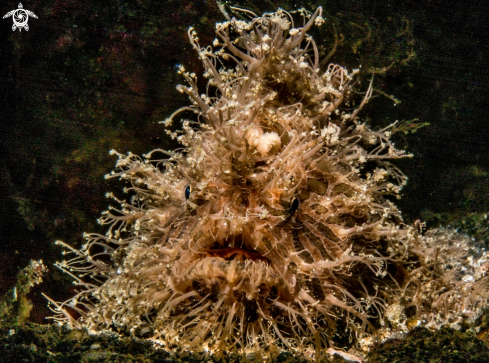 A Hair frog fish