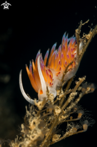 A Mediterranean Cratena peregrina nudibranch