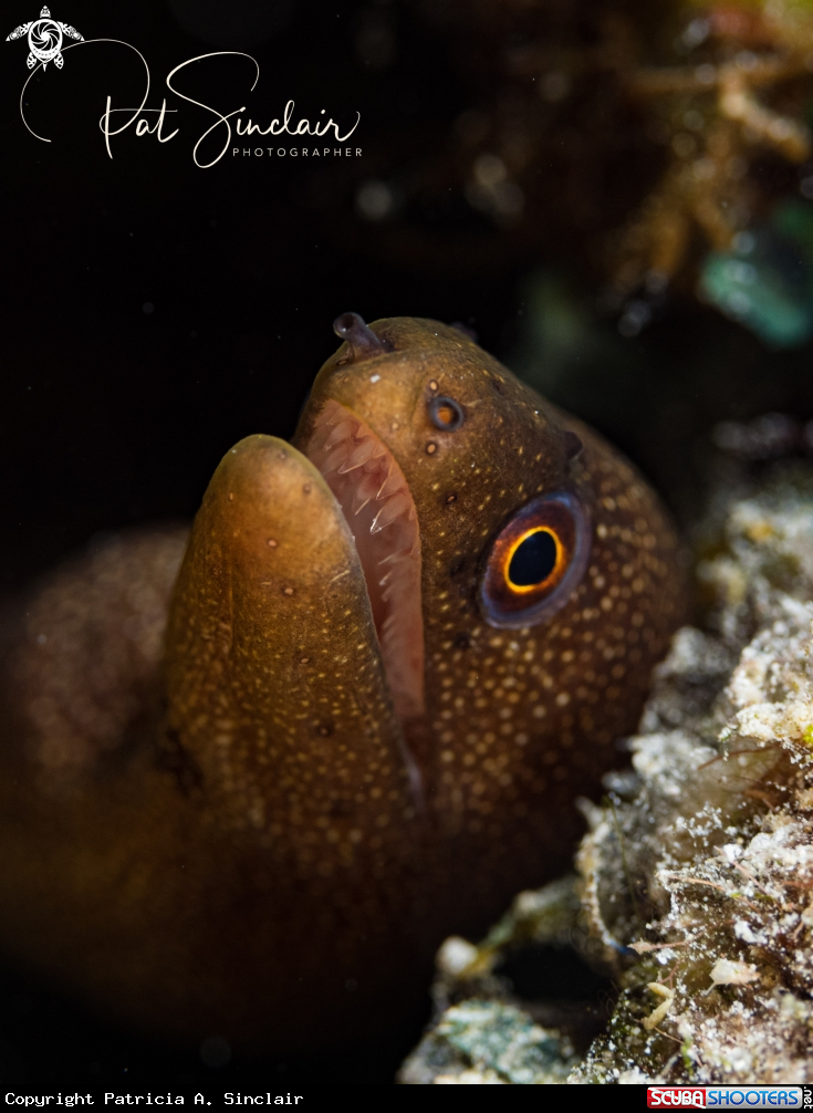 A juv golden tail eel