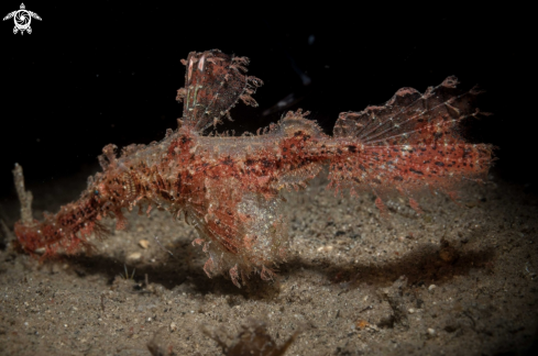 A Roughsnout Ghost pipefish