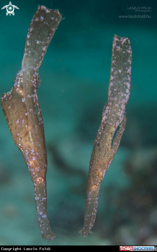 A Robust Ghost Pipefish