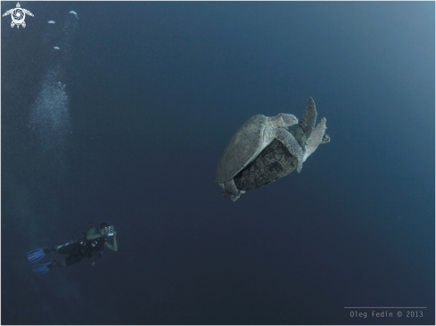 A underwater creature