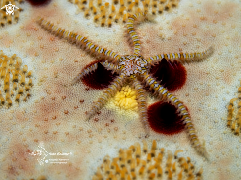 A Sea Star