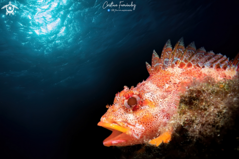 A Rockfish