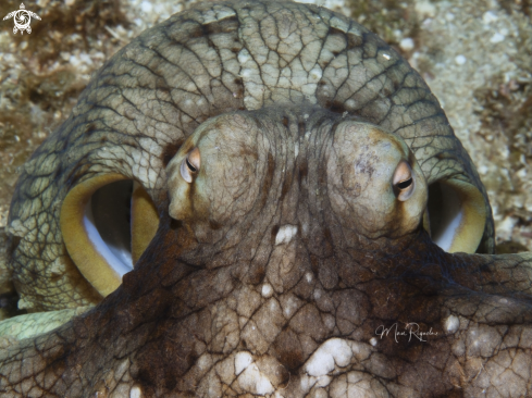 A Common Octopus