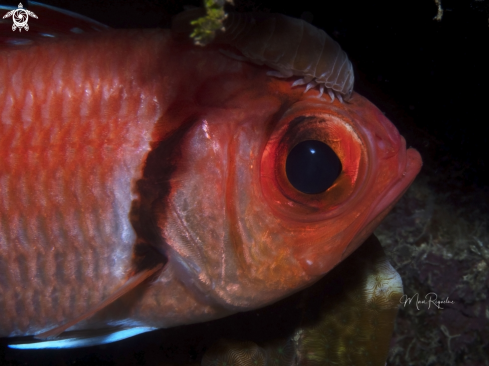 A Blackbar Soldierfish with Isopod