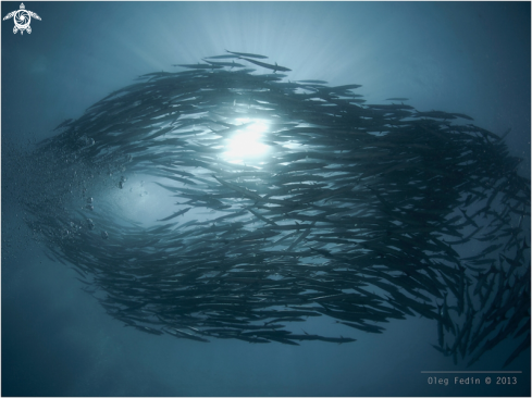 A School of Barracudas