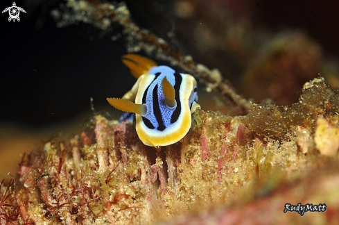 A Chromodoris annae | Chromodoris annae