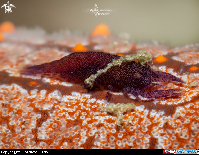 A Seastar Shrimp