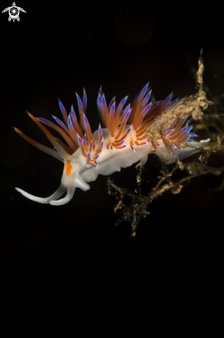 A Cratena peregrina | Cratena peregrina nudibranch