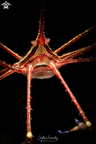 A Spider crab