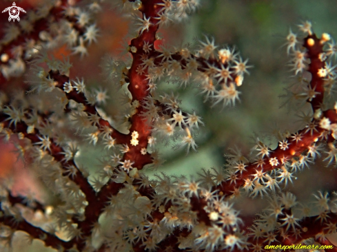 A Corallium rubrum | Corallo Rosso