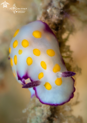 A Hypselodoris Nudibranch