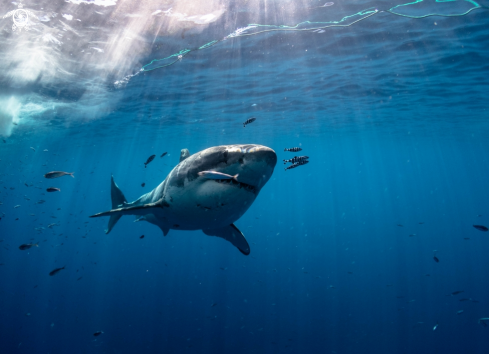 A Great White shark