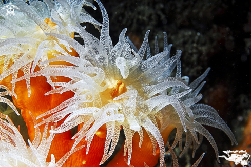 A Dendrophyllia ramea   |  Coral naranja Orange coral