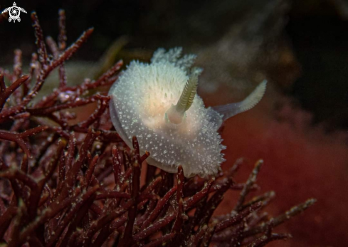 A Acanthodoris pilosa  | Långhornad sköldnuding 