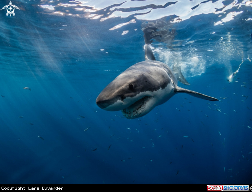 A Great White shark