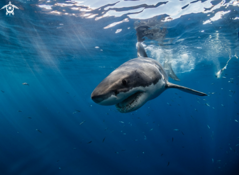 A Great White shark