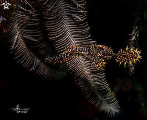 A Ghost Pipe Fish