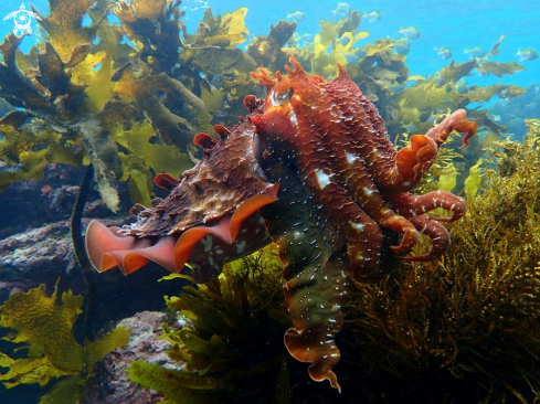 The Australian giant cuttlefish