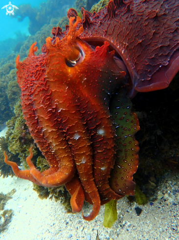 The Australian giant cuttlefish