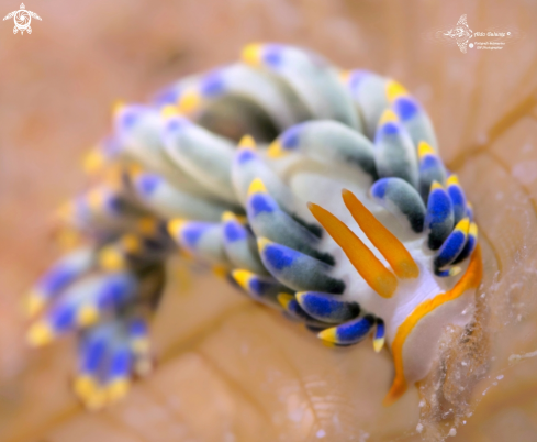 A Trinchesia sp. | Trinchesia Seaslug