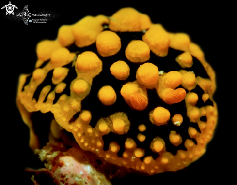 A Phyllidia Nudibranch