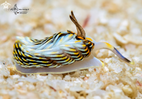 A Sea Slug