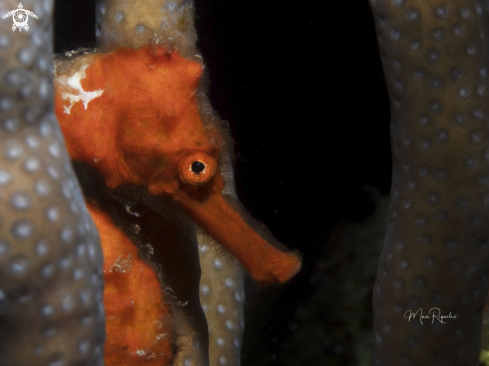 A Longsnout Seahorse