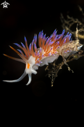 A Cratena peregrina | Cratena peregrina nudibranch
