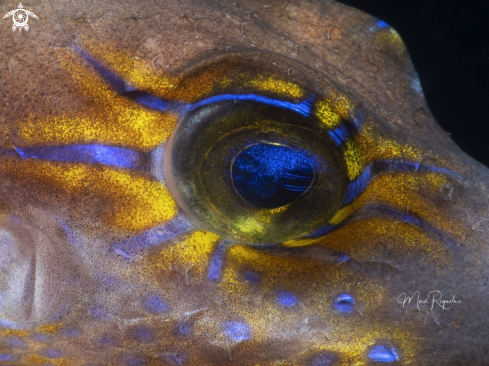 A Sharpnose Puffer