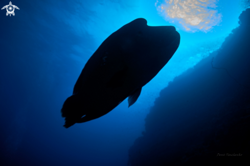 A Cheilinus undulatus | Napoleon Fish