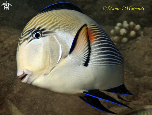 A Surgeonfish