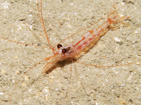 A Janicea antiguensis | Antiguan Cave Shrimp