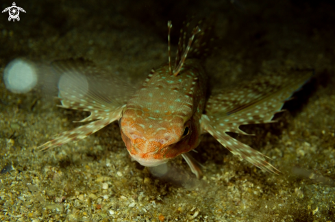 A Dactylopterus volitans | flying gurnard