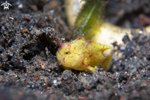 A Antennatus coccineus | Freckled Frogfish