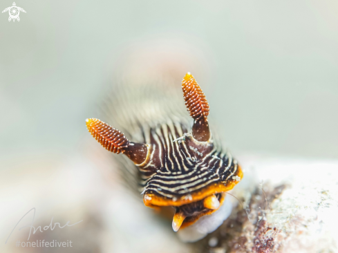 A Chromodoris lineolata | Nudibranch