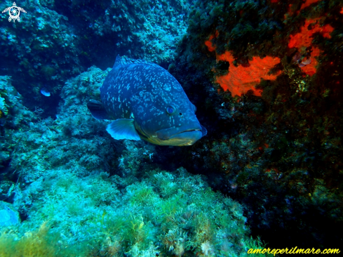 A Epinephelus marginatus | Epinephelus marginatus