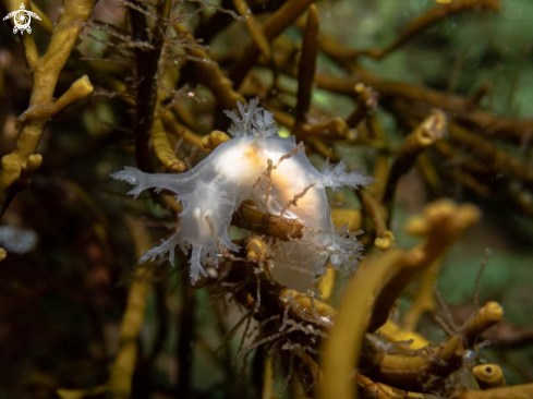 A Dendronotus frondodsus | Fransträdnuding 