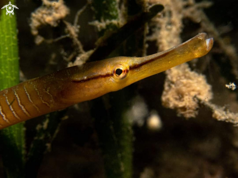 A Entelurus aequoreus | Större havsnål