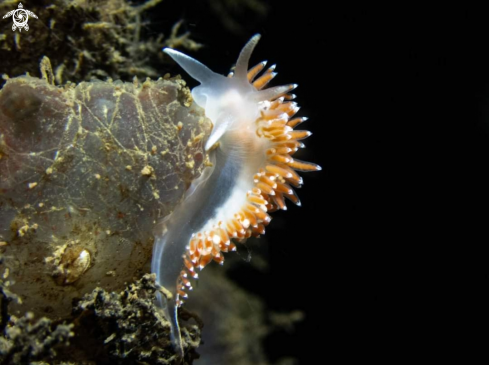 A Coryphella verrucosa  | Vårtborstnuding