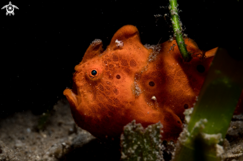 A Painted frogfish