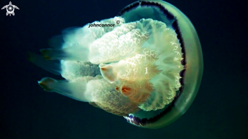 A Rhizostoma pulmo | Rhizostoma pulmo