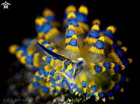 A Costasiella sp.4 | Nudibranch