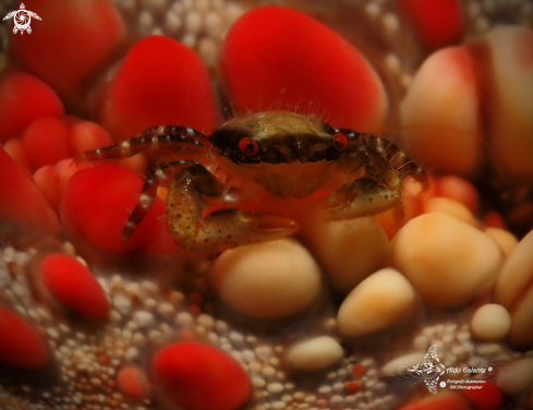 A Starfish Crab