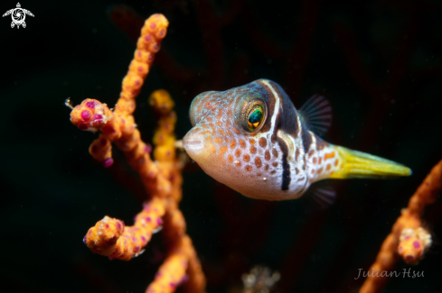 A Canthigaster valentini | Saddled Pufferfish