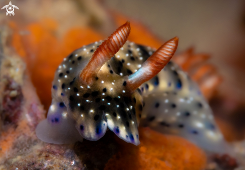 A Hypselodoris Nudibranch